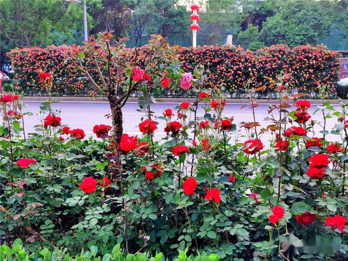 月季花在烟台的普及与意义