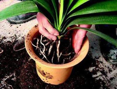 君子兰开花了如何保持花朵鲜艳