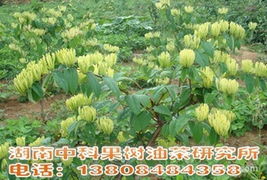 金花三号金银花树苗图片展示，这个品种的树苗价格是多少？