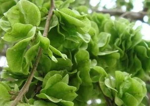 榆树钱种子种植的小秘密