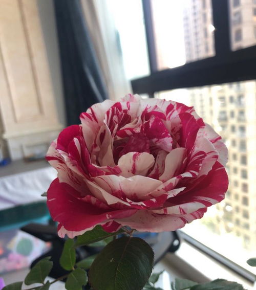 条纹月季， 让月季花梗加迷人