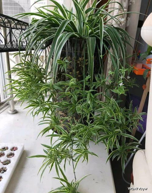 蝴蝶兰用1:200稀释液灌根，花期嫩多开20天