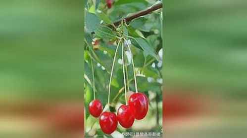 樱桃树种植的最佳时间是什么时候？几月份种植最合适呢
