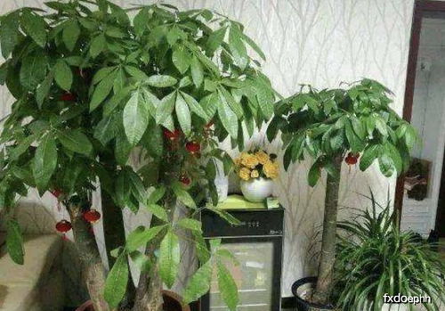 适宜的光照与浇水