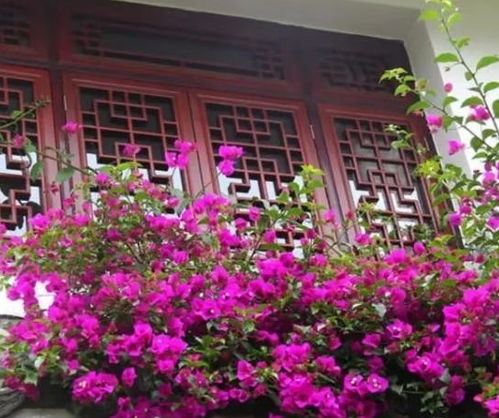 将玫瑰花买回家，简单几步让花期更长久