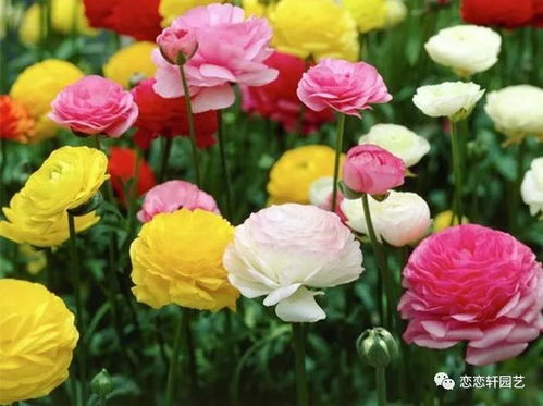 花毛茛的花语：受欢迎