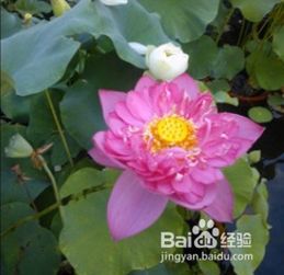 碗莲为什么要种在水里？其生长习性有何特别之处