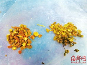 褪色的真相：科学解析丹参种子表皮色素