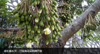 赤霉素，赤霉素，神奇的东西