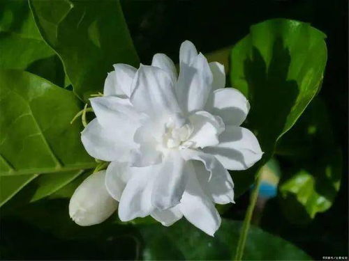 扶桑花喜阴耐晒，不怕阳光直射