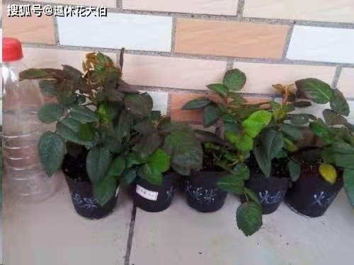 月季苗移栽，如何让它们茁壮成长，远离黄叶落叶的烦恼？