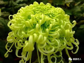 北京市花是月季，月季和菊花哪个更受欢迎