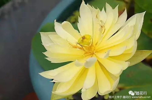 水培碗莲从种子到盛开，如何科学养护才能确保其完美生长过程