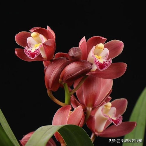 蝴蝶兰：喜阴又喜阳的矛盾体