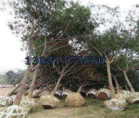 合欢树苗的价格，我瞎猜的