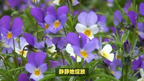 黄蔷薇的花语和象征意义究竟有哪些