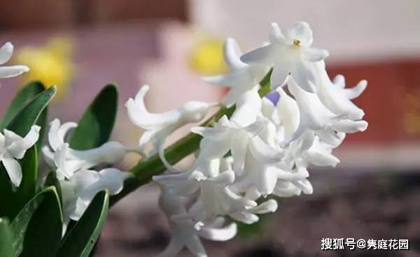 米兰花白色之谜，为何如此纯洁