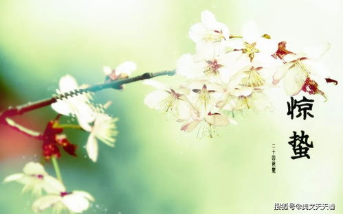 等待花开的诗意：寄托思念的花语