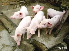 科学饲养，高效养猪