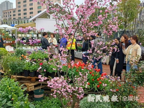 拼多多三大类目，新手也赚钱