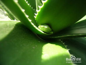 修剪：芦荟的修整术