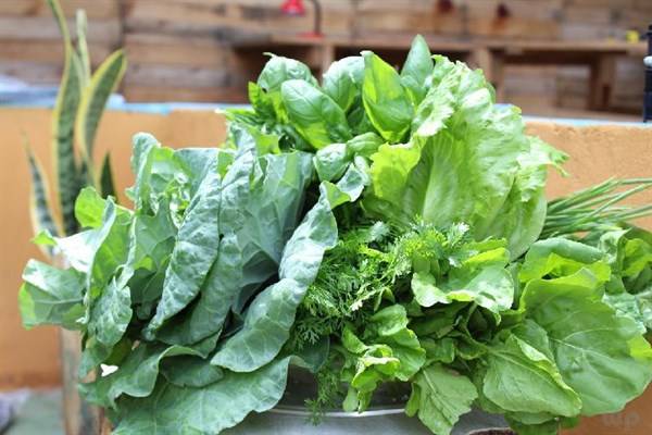 生菜：清爽一夏的开始