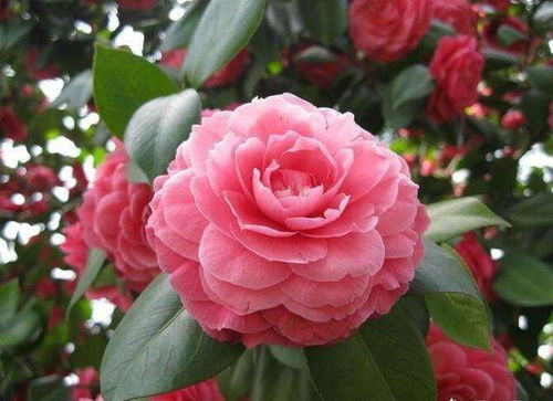 茶花盆土搭配大揭秘，新手也Neng轻松上手的秘诀！