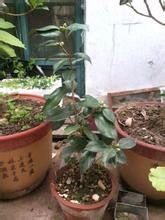 肥料种类，要多样