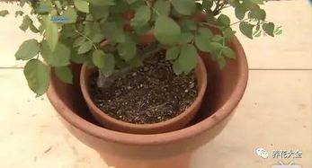 大蒜溶液：天然杀菌剂