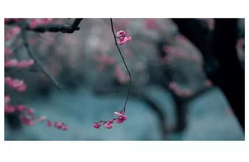 “彼岸花语：隐秘的爱，不言而喻”