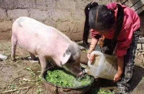 预防猪只虚脱，加强饲养管理