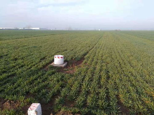 小麦叶子发黄，原来是主要原因是除草剂过量了！