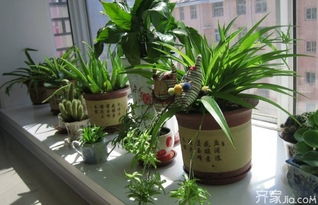 室内最适合养哪些植物？盘点六种好养又美观的室内植物推荐