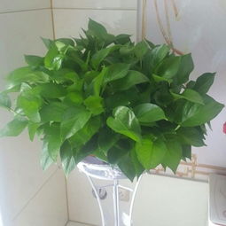 绿萝不长藤的原因