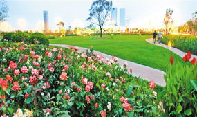 三角梅：四季如春的花儿