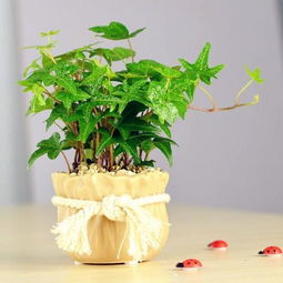 种子鉴定：揭开常春藤繁殖的秘密