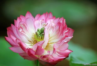 水中荷花叶子卷曲的原因