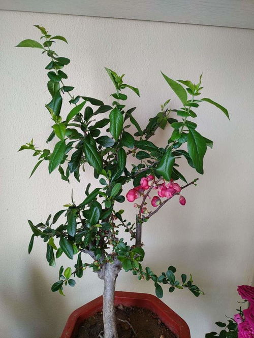 木瓜海棠盆栽养护指南：高效繁殖与护理技巧，打造理想畜牧环境