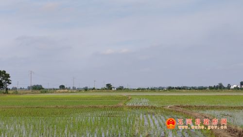 插秧是哪个季节？南北方时间一样吗