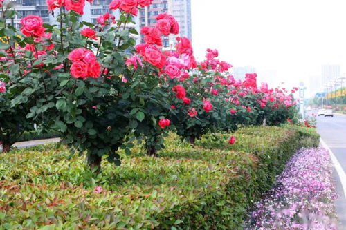 韩城市月季， 街头巷尾花千树