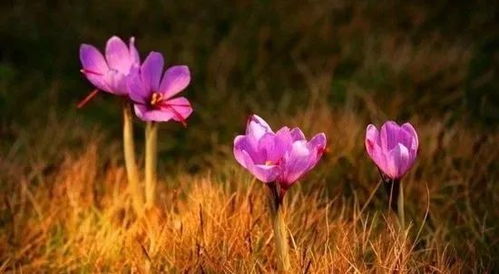 一、 选对地方，藏红花才Neng长得好