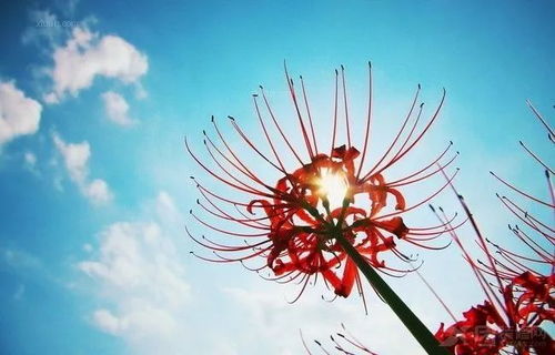 彼岸花传说中，其血红色花朵源于凄美爱情