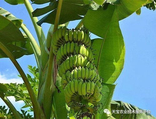 拔根晒太阳：古老而有效的方法