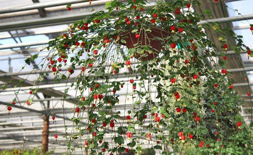 阳光与温度，风铃花的两大家族