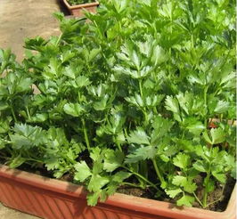 喜热型与喜寒型蔬菜