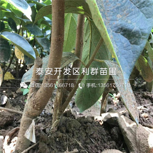 香橼树苗价格波动，了解养殖方法至关重要