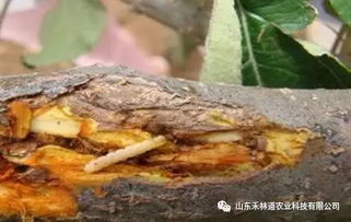 天牛蛀干， 让叶子变红