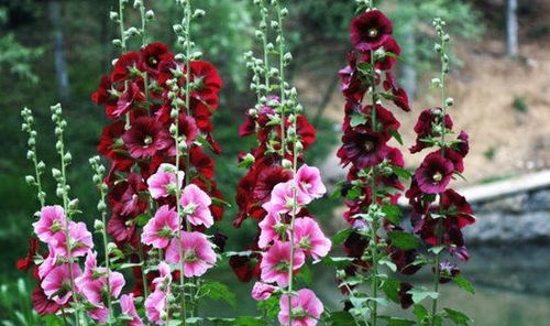 络石藤的形态与特点