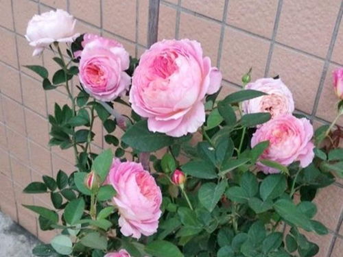 冬季室内养月季的烦恼与选择