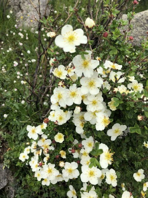 水分：花卉生长的必需品